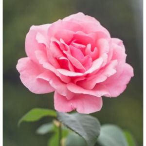 Meet your Posher, Gloria